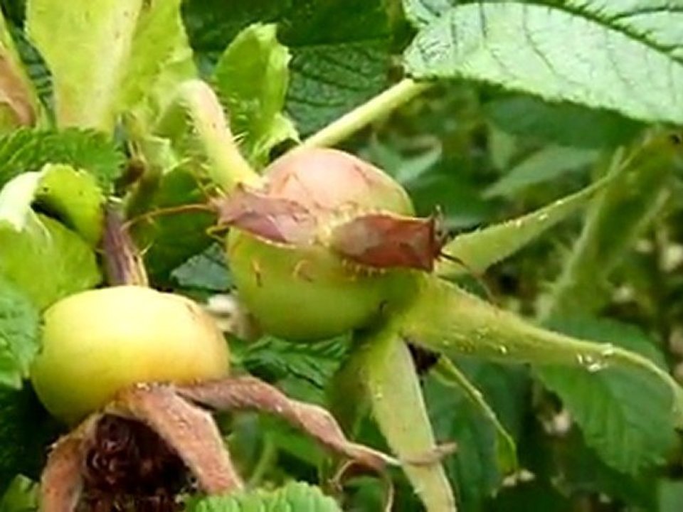 Balade nature en Perigord Vert à Saint-Barthélemy-de-Bussière.