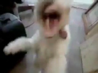 Dog Takes In Some Helium & Goes Crazy With It!