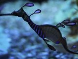 Sea Dragons - Birch Aquarium