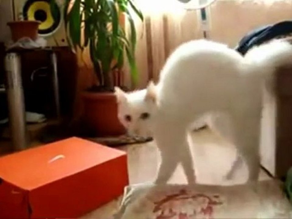 Wacky Walking Cat - Not Again!!