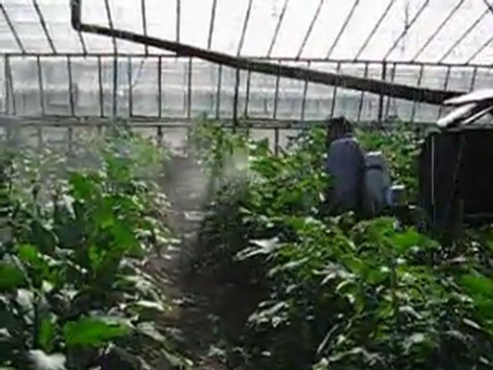 seralarda ilaçlama yapılırken 2