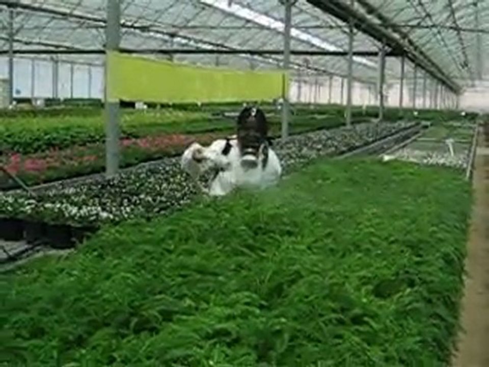 seralarda ilaçlama yapılırken 3