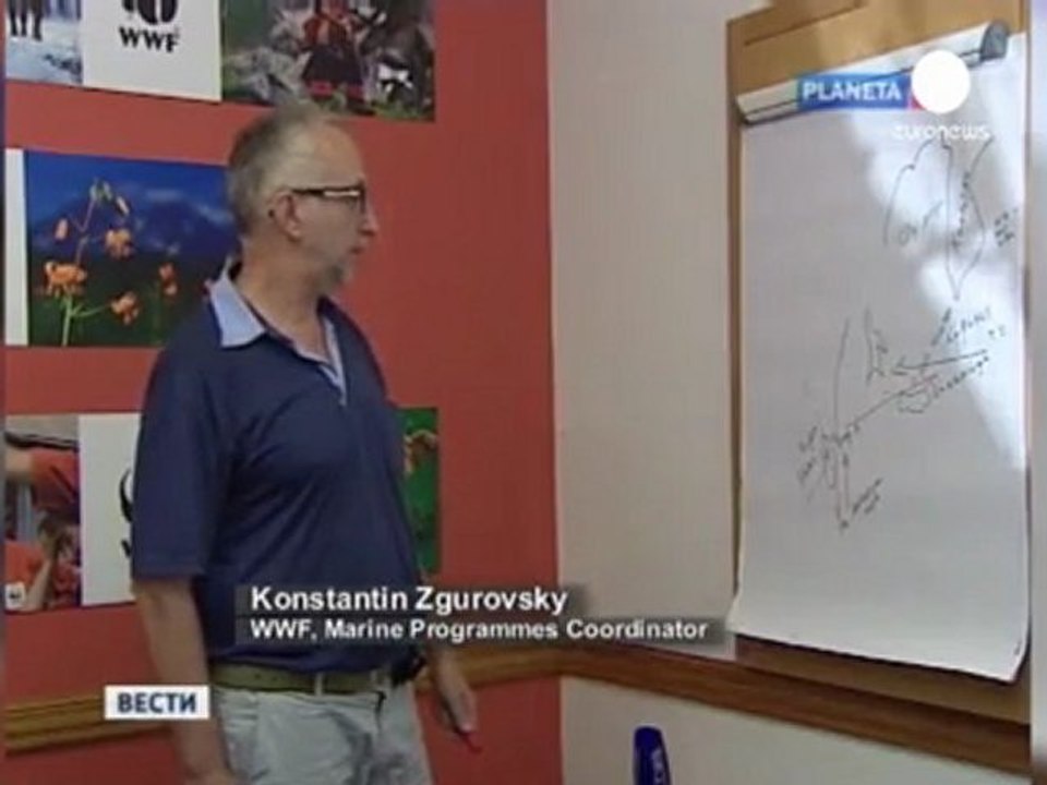 Russia shocked by shark attacks