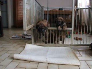 Goof sort de la cage, enfin libre !!!