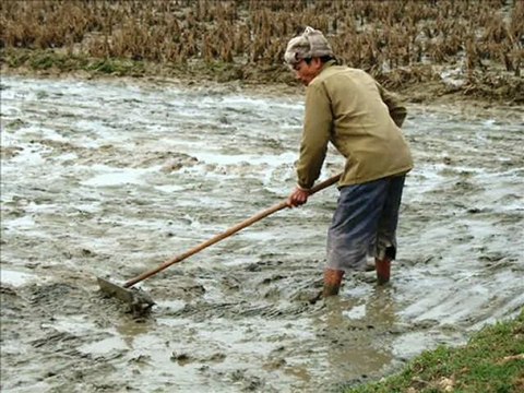 Le dur travail du paysan riziculteur au Viet Nam : les labours et les semis