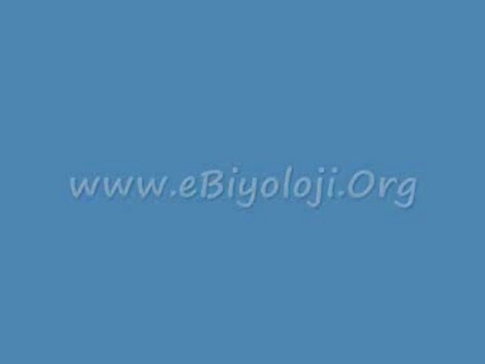 Virüsler ve Bakteriler | www.eBiyoloji.Org