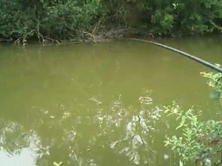 [Pache carpe au coup] mission suicide au bord des arbres... ben ... aie ^_^