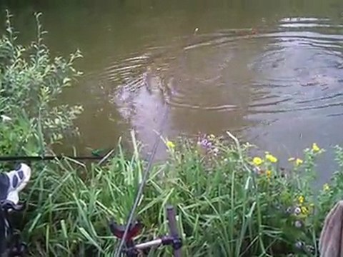 [Peche carpe au coup] petit combat pour une 3.5 kg