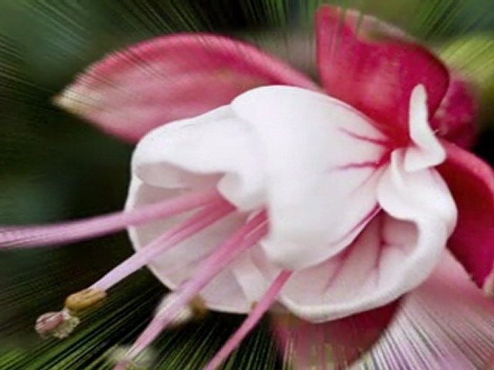A Beautiful Love