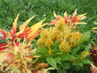 North York Home - Tobruk Cres