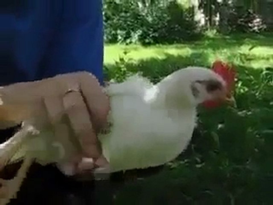 Sabit Başlı Tavuk! xD