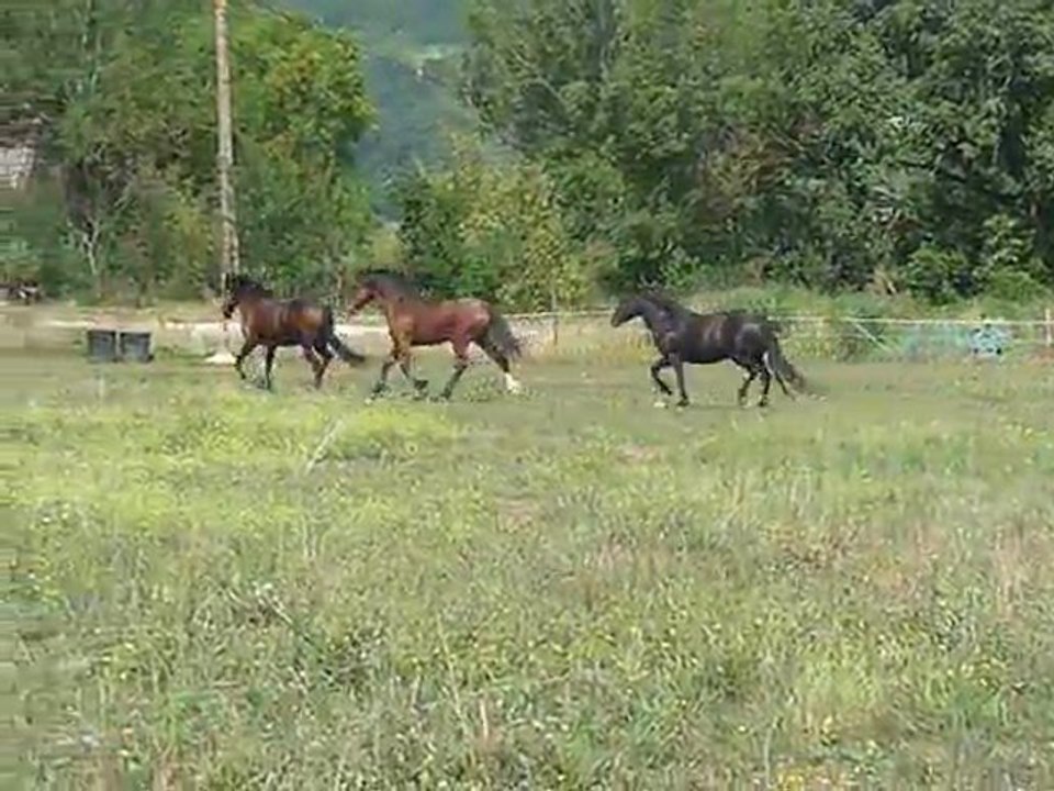 poneys de Suzon Andiamo, GC et Smooth