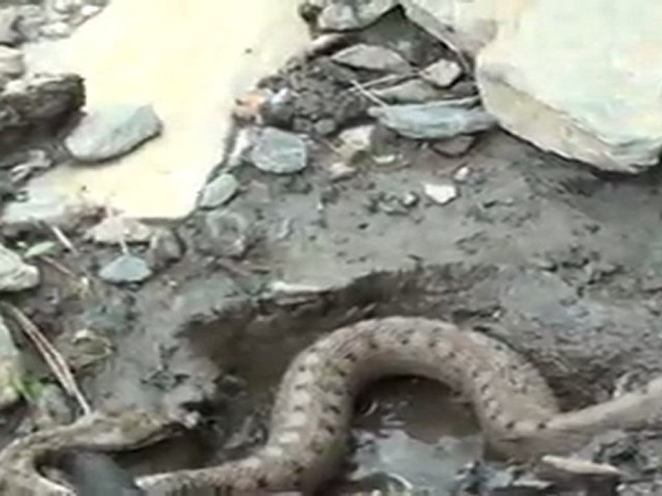 VACANCES 2011 - 06/07 - Os de Civis - Rencontre Insolite