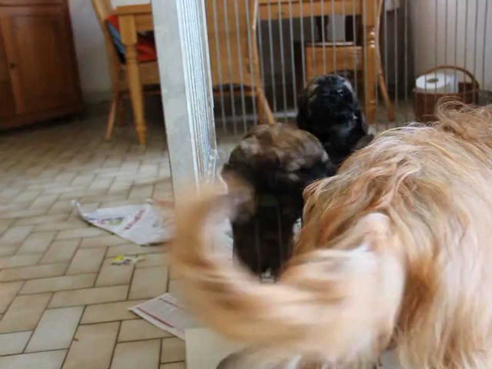 Giulieta et Gos Mao on du chagrin