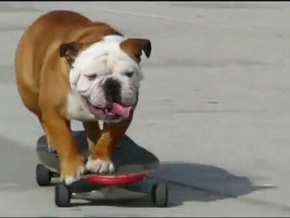 Skateboarding Dog