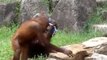 Orangutan cools himself like human