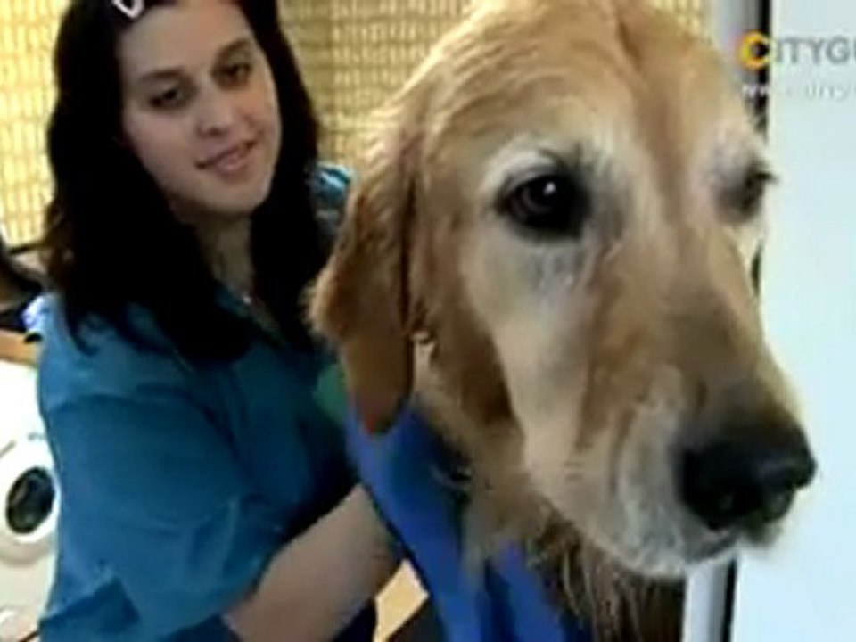 Hundesalon Picasso