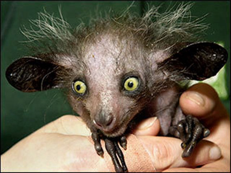 Madagascar
