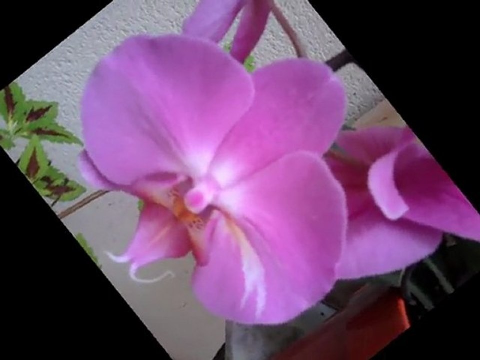 l anniversaire du loup solitaire comme  toujours a 47 ans