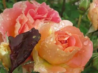 How to BE HAPPY Buy, Grow and Give Flowers