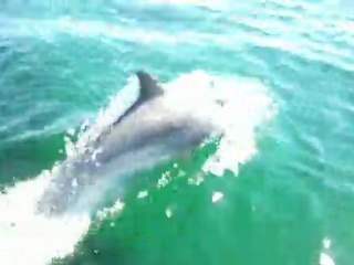 dauphins près de l'île de béniguet