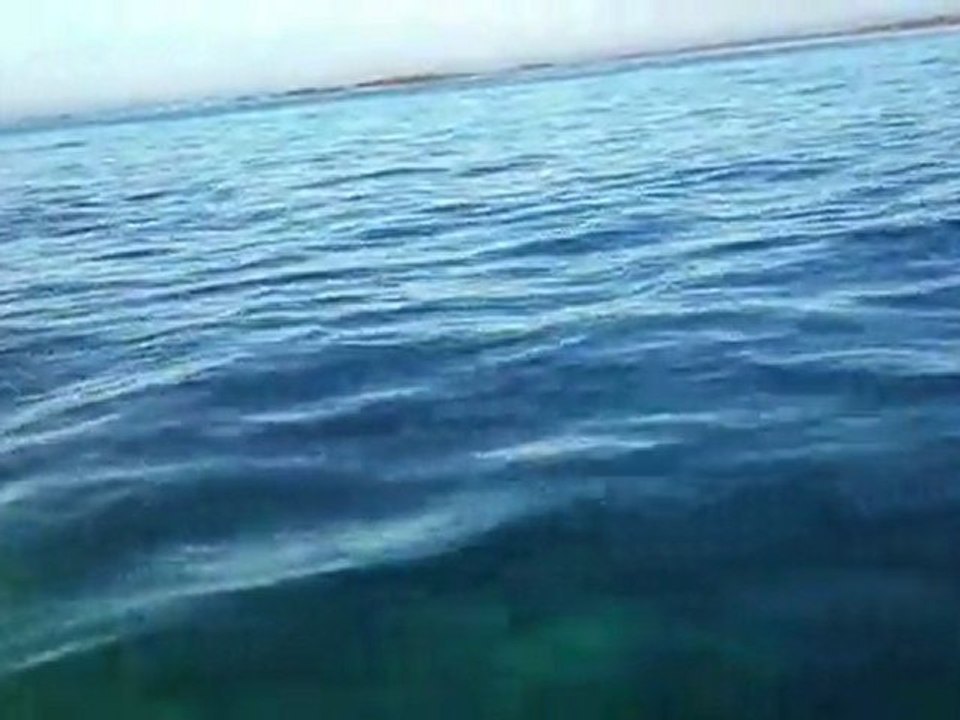 dauphins bretagne