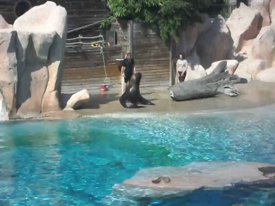 Zoo D'Amnéville: Spectacle Des Otaries
