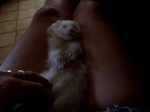 Yuna samara (à adopter à l'asso furet et compagnie )