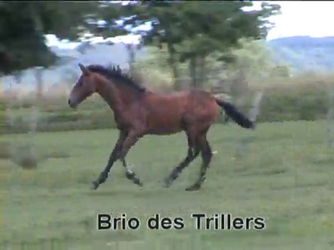 Balko, Bahia et Brio des Trillers - PRE PP poulains 2011
