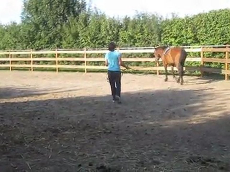 Uxley, travail longues rênes et direction