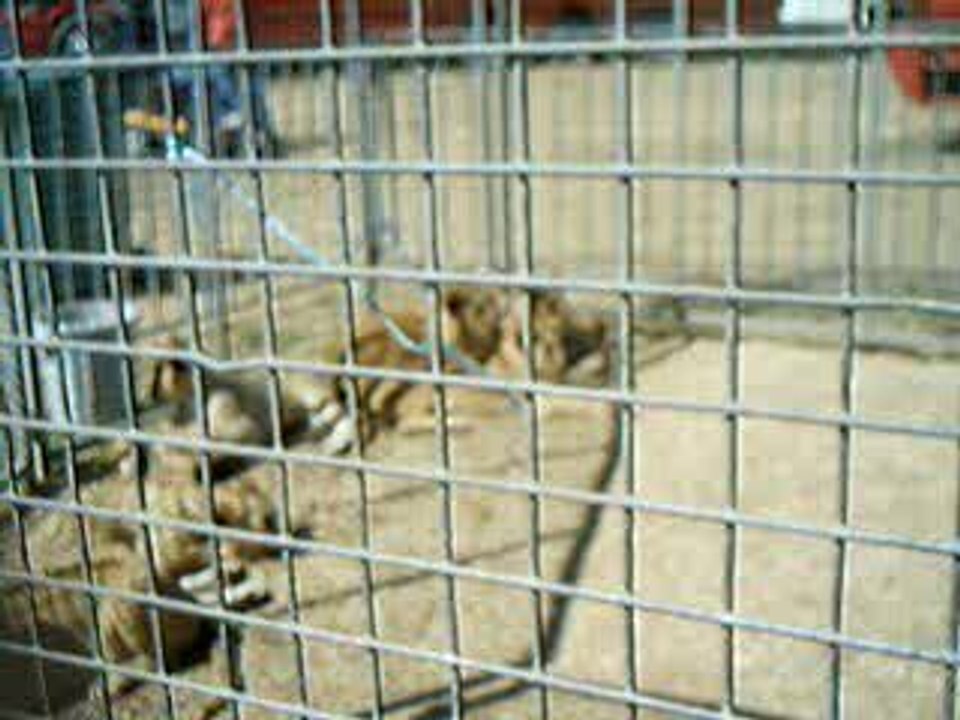 Lionceau