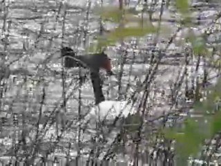 Cisne en La Posa, Pucón-Chile