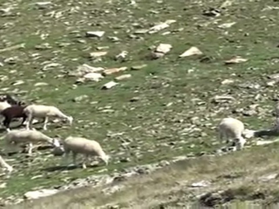 VACANCES 2011 - 15/07 - Pic de Font Blanca