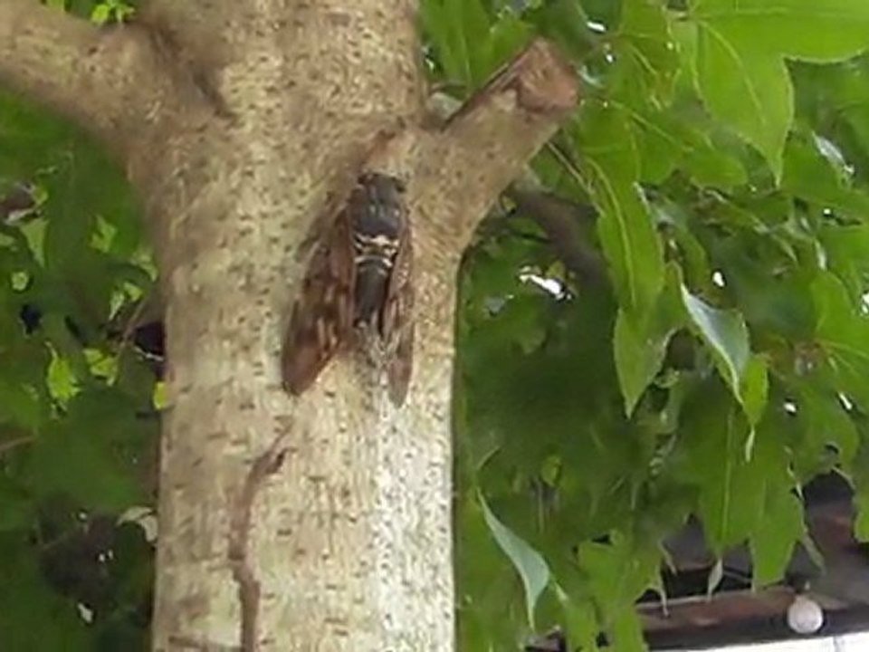 アブラゼミ