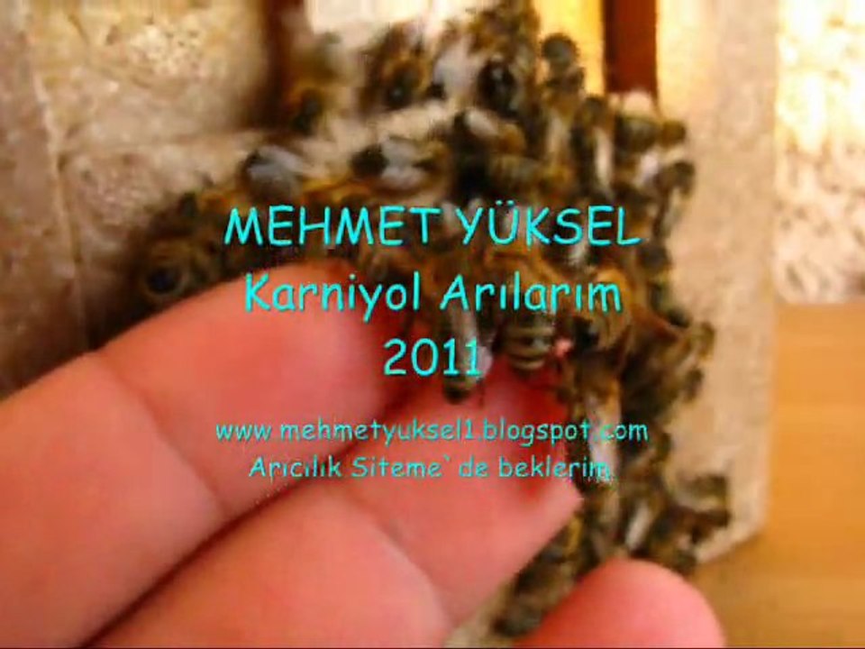 arıcılık Mehmet Yüksel 2011