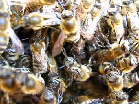 arıcılık Mehmet Yüksel Ruşet 2011