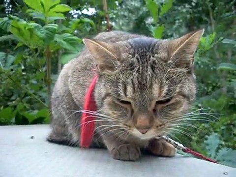 Puutarhapalvelun mirri kuivana väijymässä saalista kostean puutarhan seasta