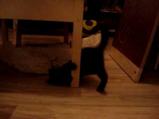 Cat playing with its tail...