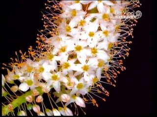 Da Vinci | Görünmeyen Dünya