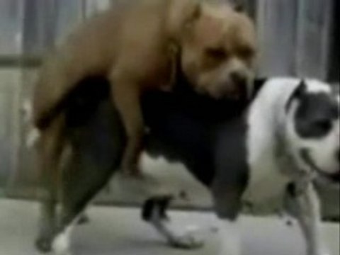 Pitbull Farm - Army Of Assholes