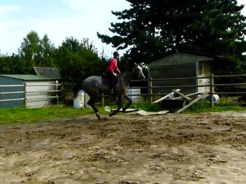 danti galop et barre au sol
