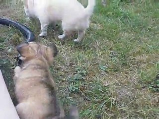 1ère sortie au jardin CHIHUAHUA