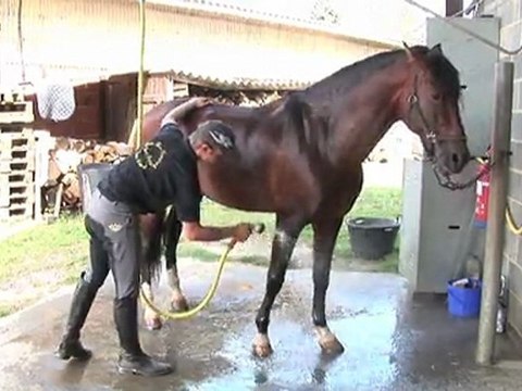 Le Haras de la chaumière-Dressage et vente chevaux Nord