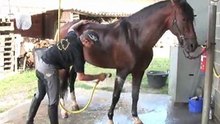 Le Haras de la chaumière-Dressage et vente chevaux Nord