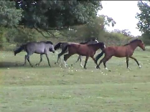 Althéo, Ario, Arezzo et Alterego des Trillers - poulains PRE 2010