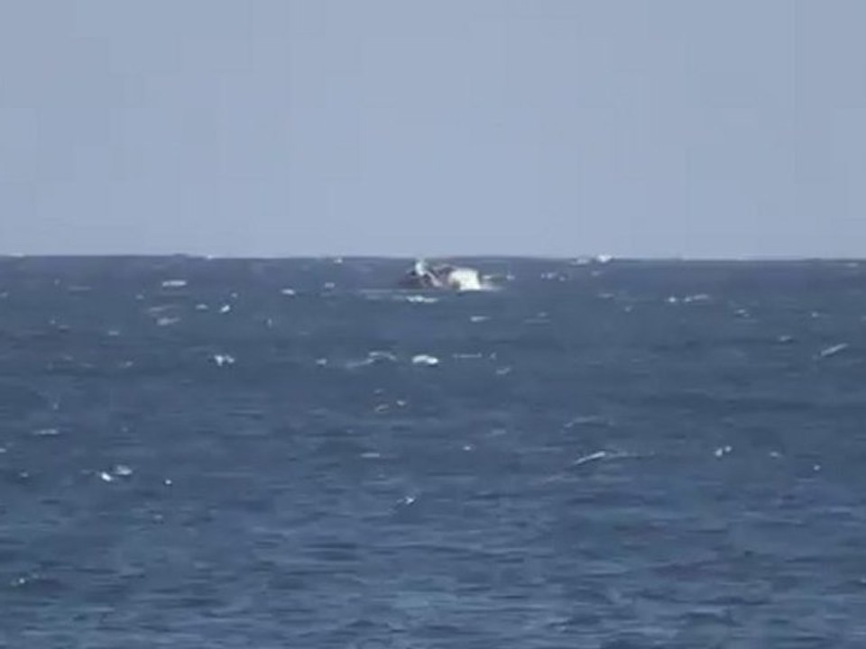 Petit saut de baleine