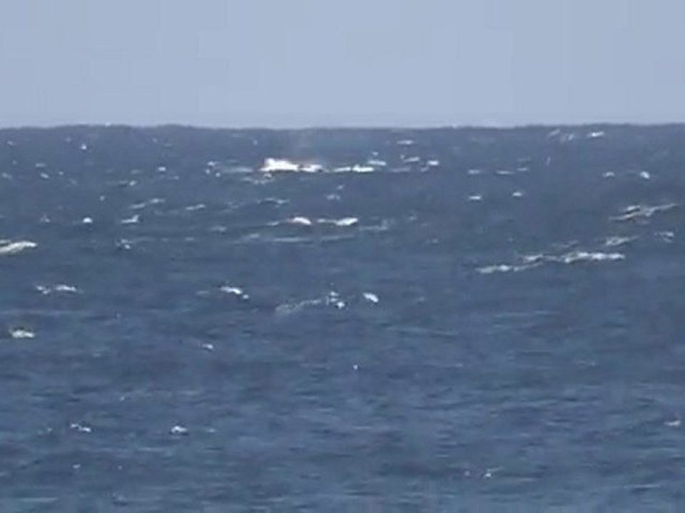 Baleine à Manapany 1