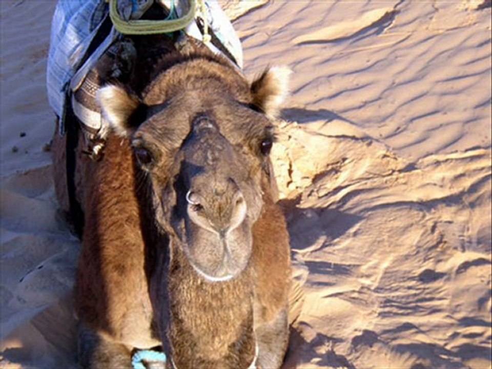 Djerba excursions mer et désert par www.djerbatourisme.com