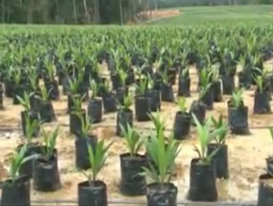 Visite des chantiers de l'Emergence: le Président aux pépinières de Kango