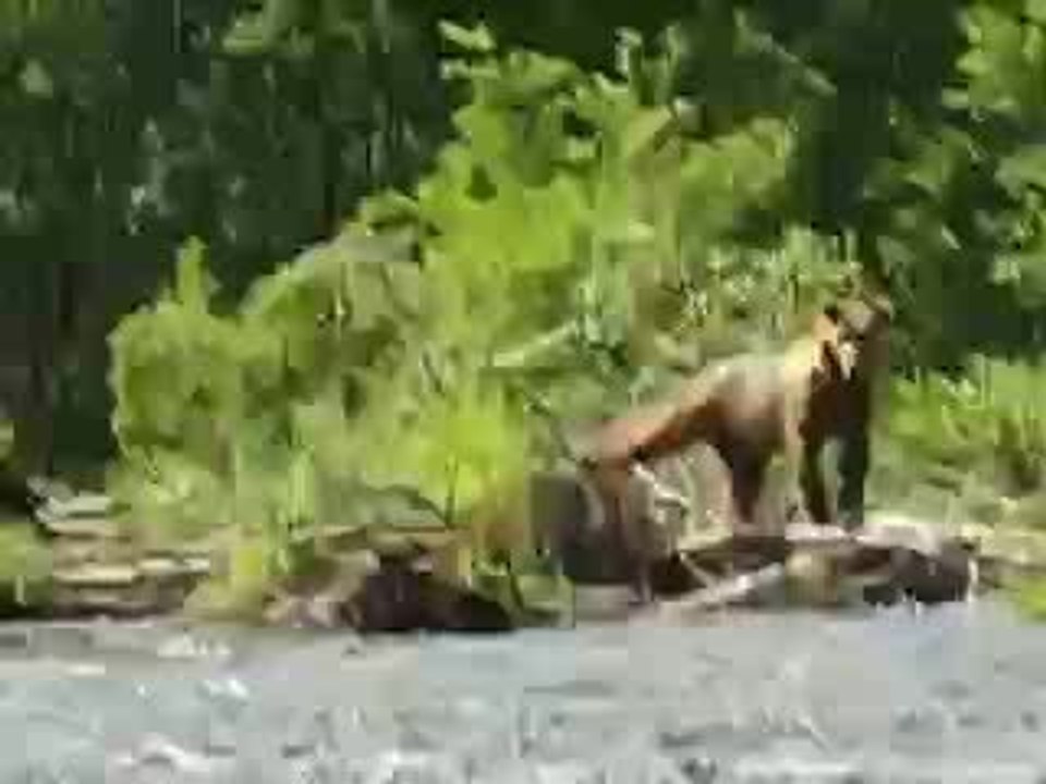 Les ours 2